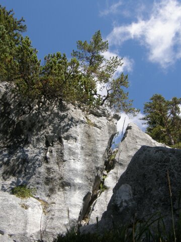 Kalkfelsbruch im Felssturtzgebiet und Renaturierung durch vom Wind herbeigetragenen Baumsame